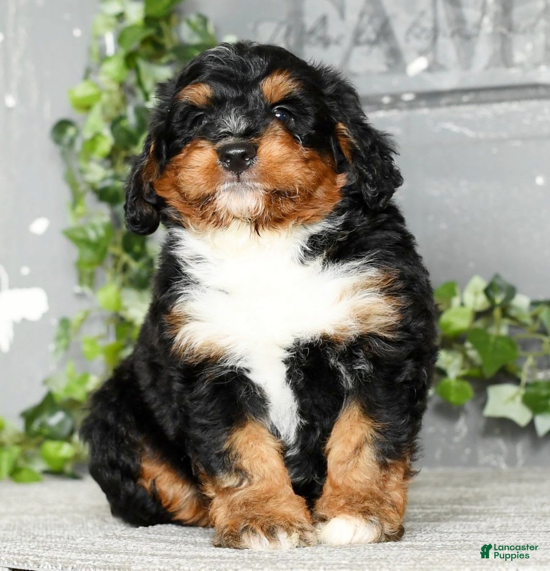 Mini Bernedoodle dogs for sale: Treyston - Image 1