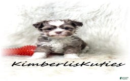 Maltipoo dogs for sale: Little Miles - Image 1