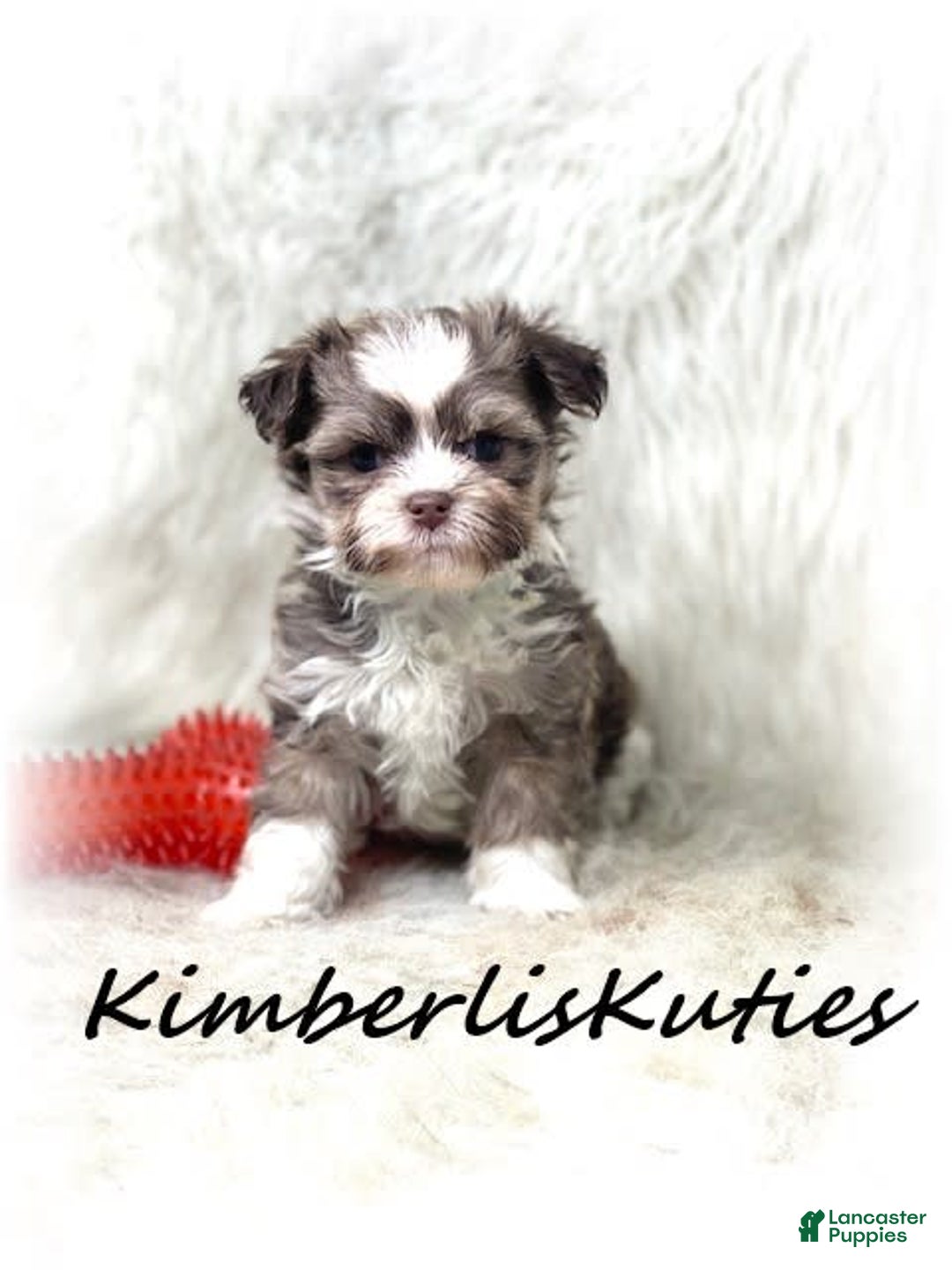 Maltipoo dogs for sale: Little Miles - Image 1