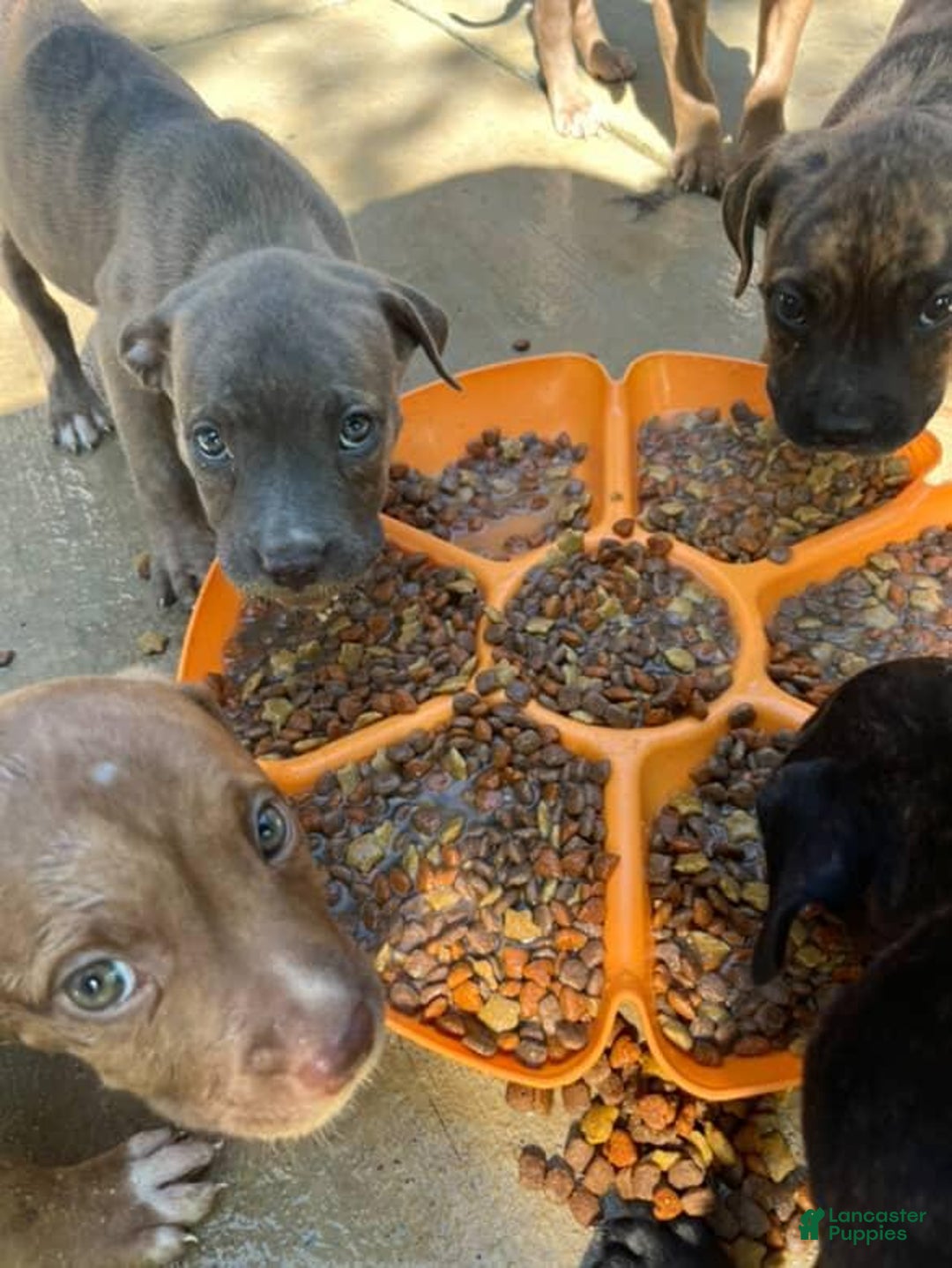 Cane Corso dogs for sale: Ashes - Image 1
