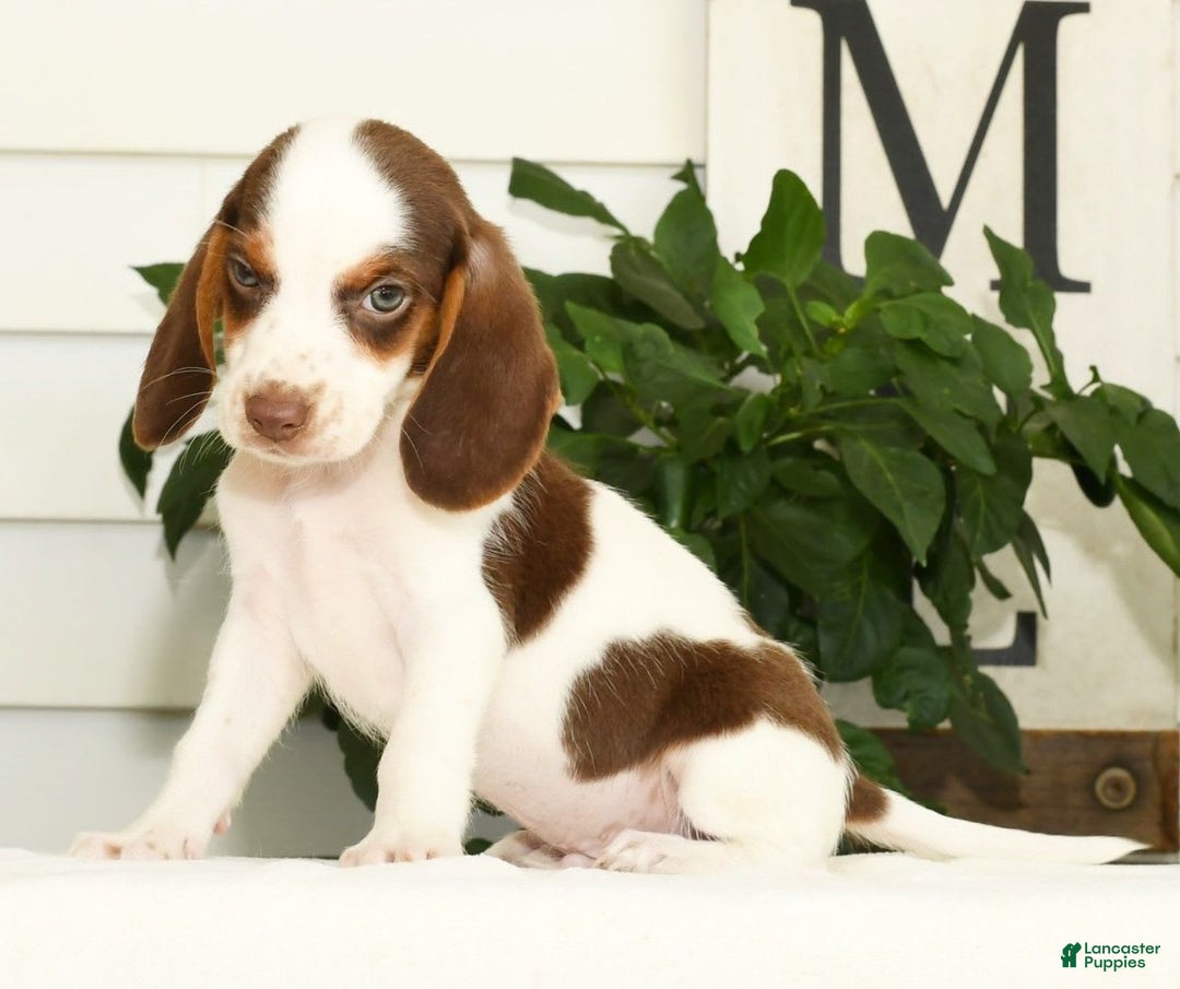 Beagle dogs for sale: Phil - Image 9
