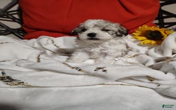 Maltipoo dogs for sale: Sweet Pea - Image 2