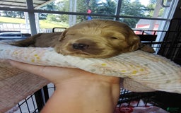 Mini Goldendoodle dogs for sale: Betsy - Image 3