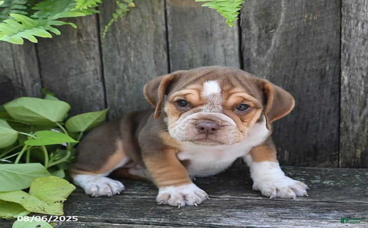 Beabull dogs for sale - Ad 2