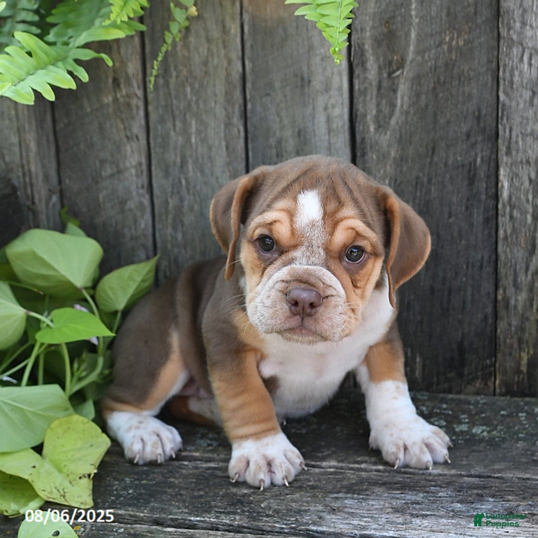 Beabull dogs for sale: Darcy - Image 1