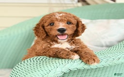 Cavapoo dogs for sale: Frito - Image 8