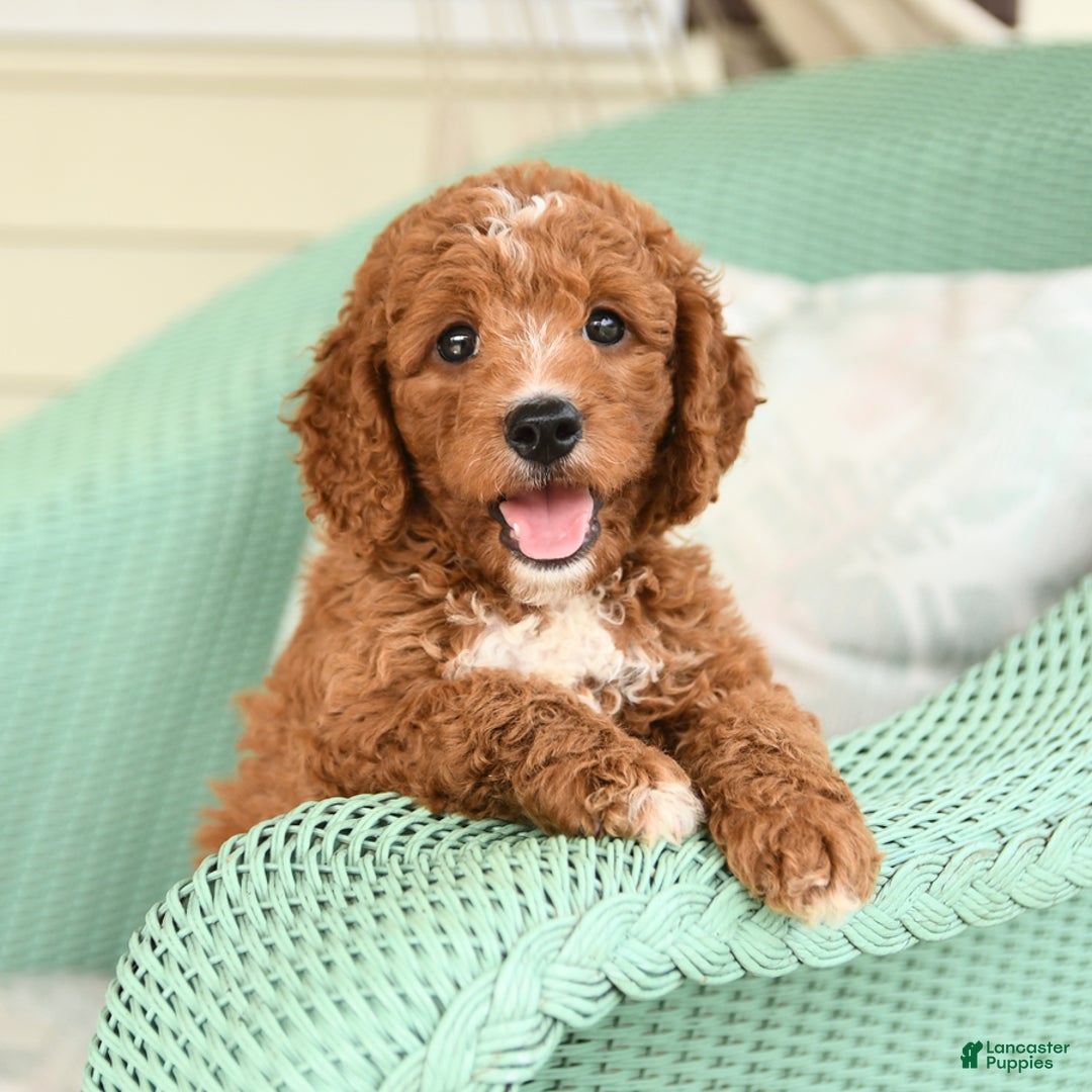 Cavapoo dogs for sale: Frito - Image 8