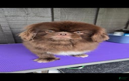 Pekingese dogs for sale: Voorhees - Image 7