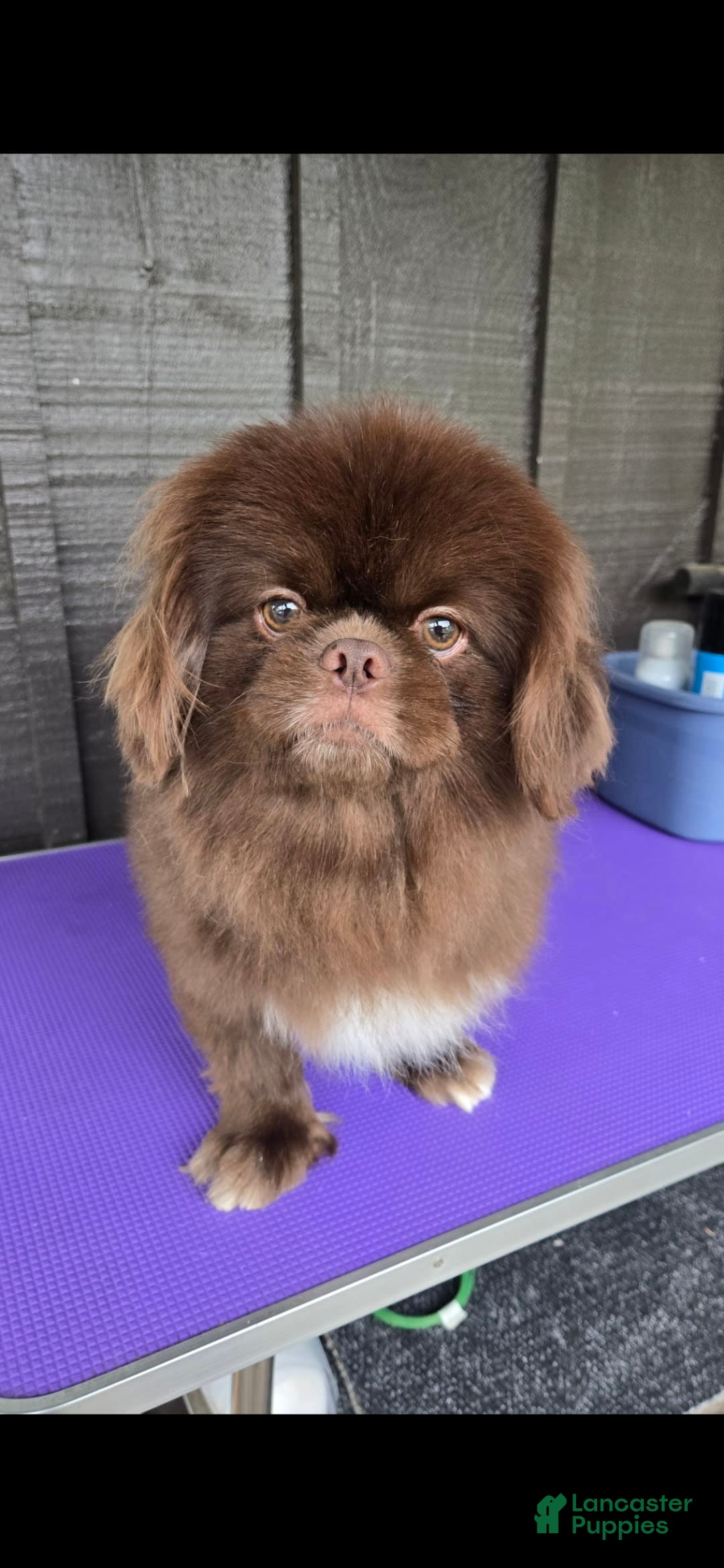 Pekingese dogs for sale: Voorhees - Image 7