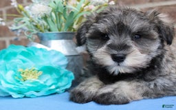 Miniature Schnauzer dogs for sale: Nolan - Image 1