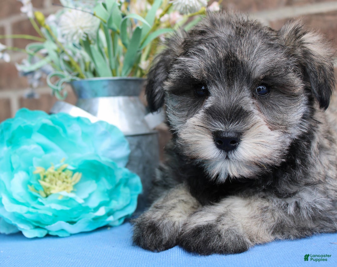 Miniature Schnauzer dogs for sale: Nolan - Image 1
