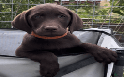 Labrador Retriever dogs for sale: Hunter - Image 4