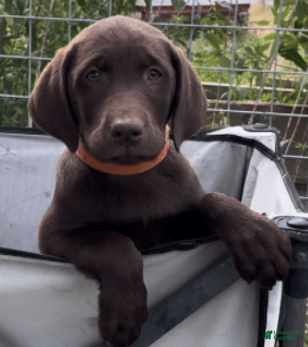 Labrador Retriever dogs for sale: Hunter - Image 4