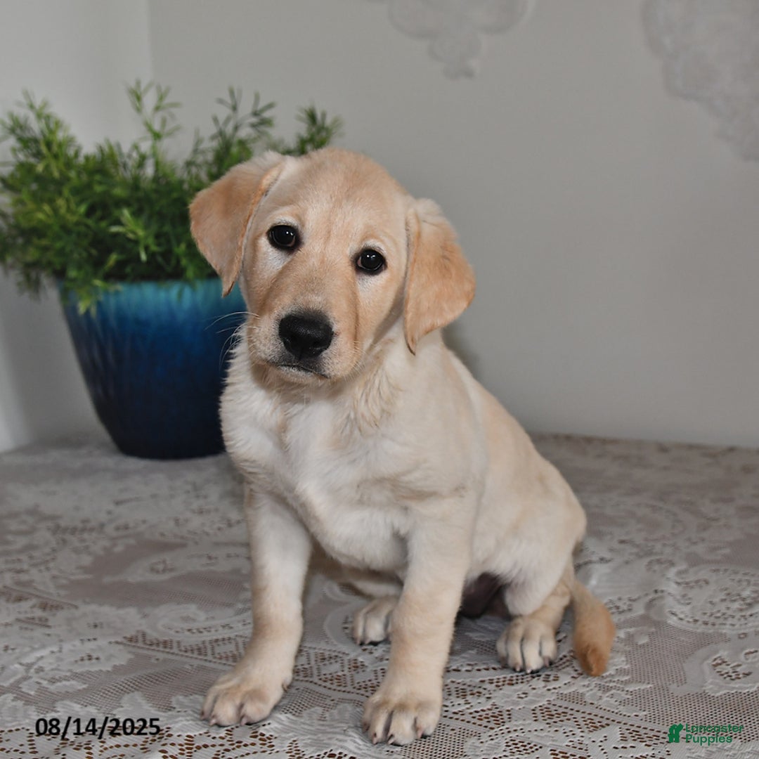 Labrador Retriever dogs for sale: Summer Rose - Image 4