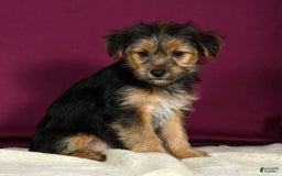 Yorkshire Terrier dogs for sale: Joey - Image 1