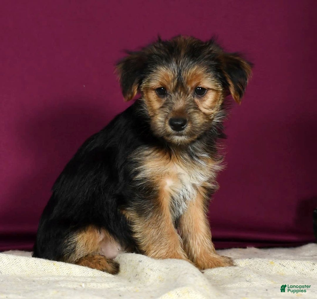 Yorkshire Terrier dogs for sale: Joey - Image 1