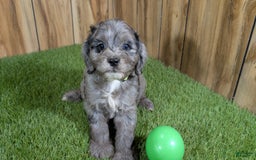Cavapoo dogs for sale: Bertha Boy 4 - Image 4