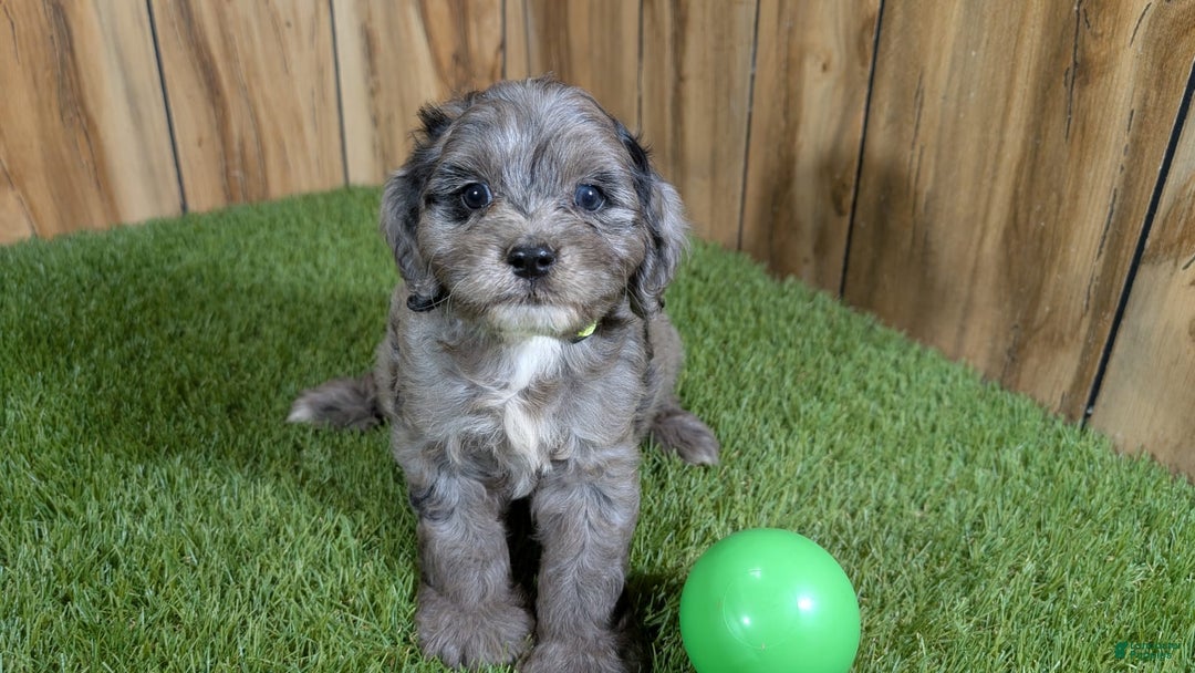 Cavapoo dogs for sale: Bertha Boy 4 - Image 4