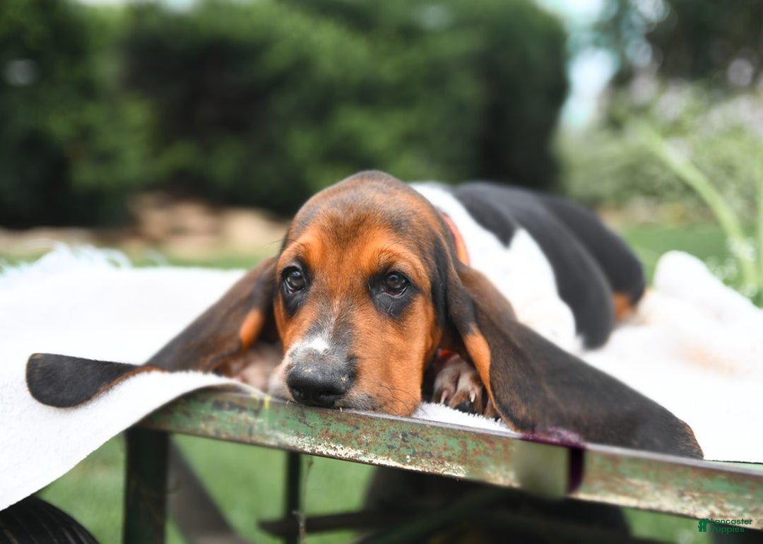 Basset Hound dogs for sale: Hamilton - Image 2