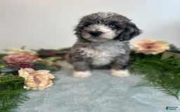 Mini Bernedoodle dogs for sale: Rune - Image 2