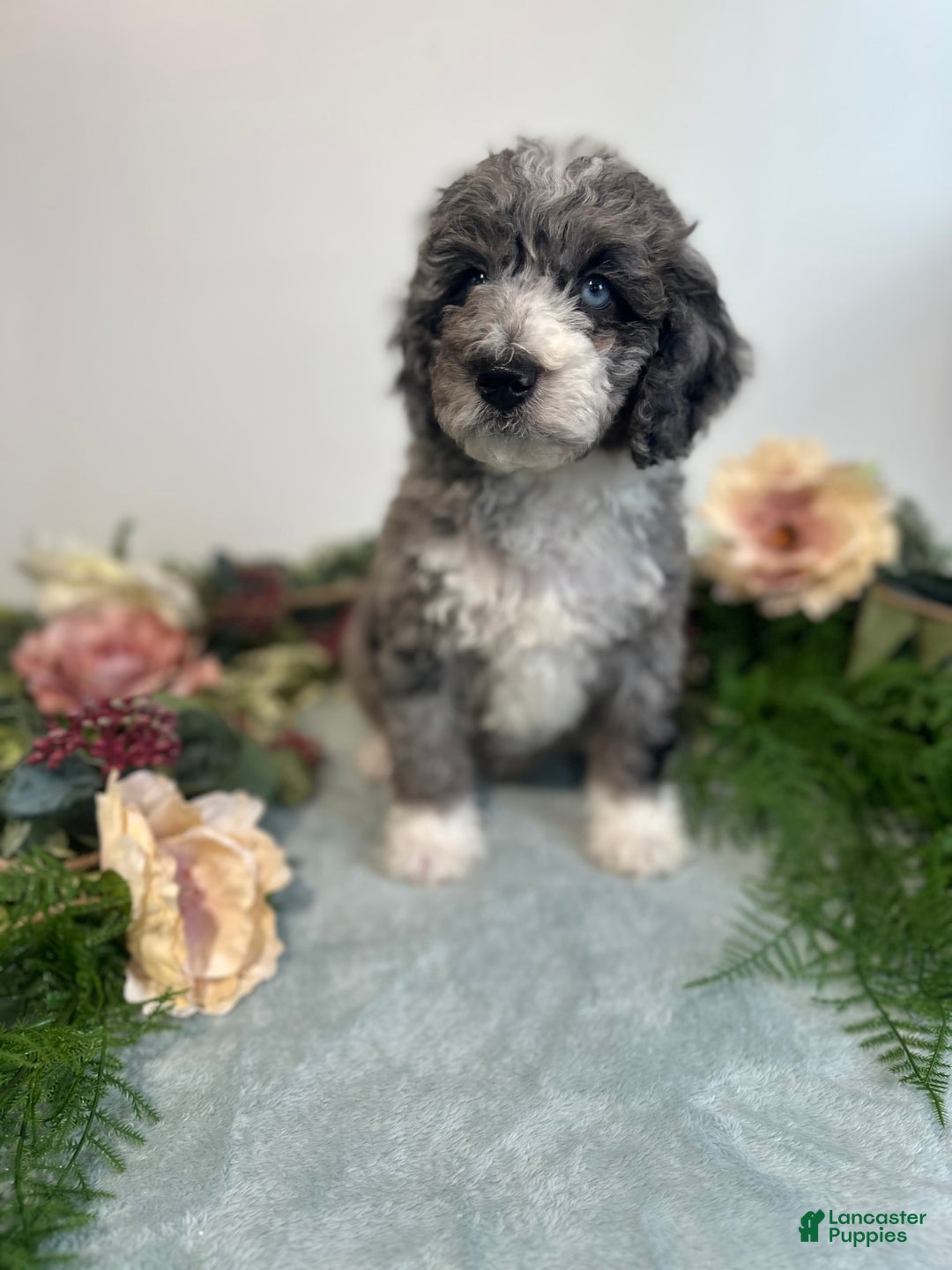 Mini Bernedoodle dogs for sale: Rune - Image 2