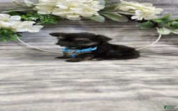 Schipperke dogs for sale: Rocky - Image 3