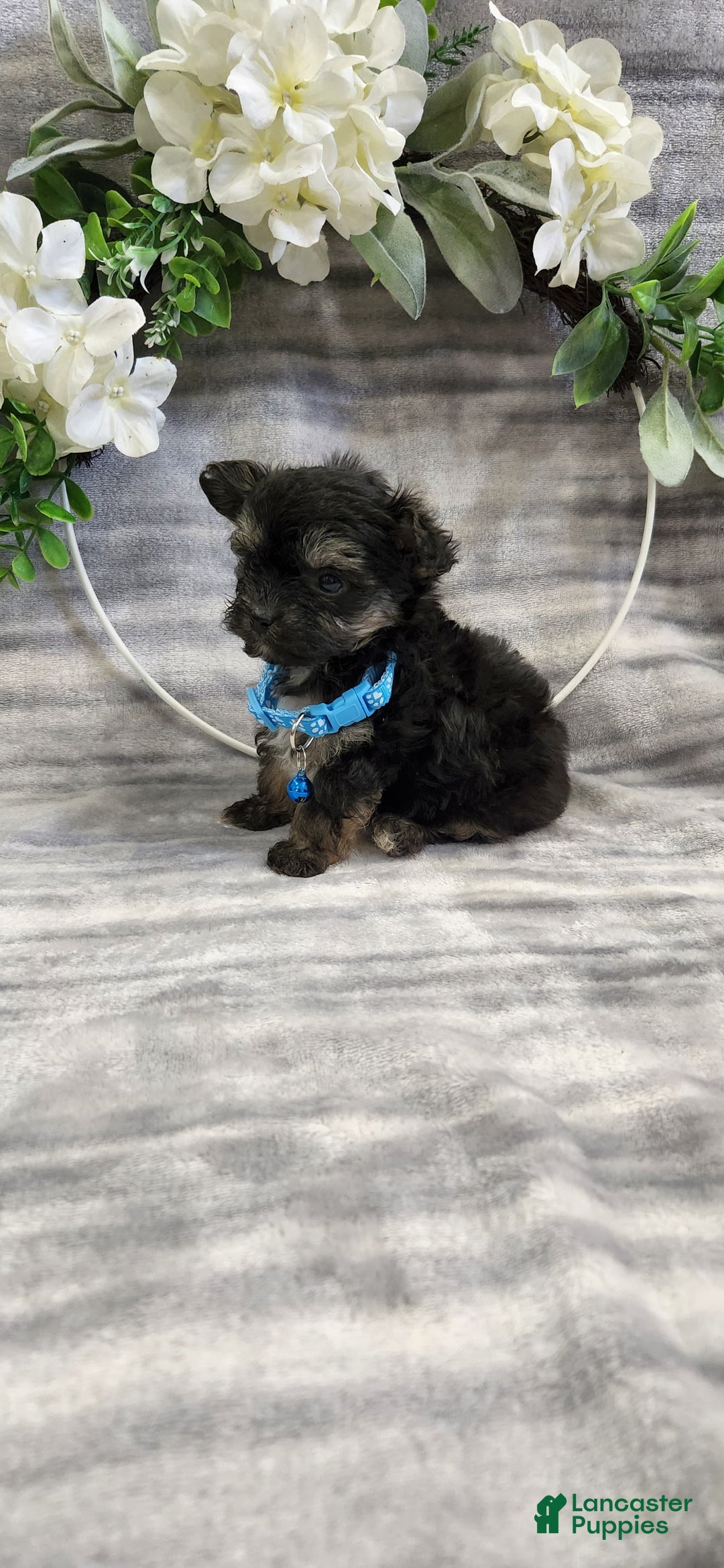 Schipperke dogs for sale: Rocky - Image 3