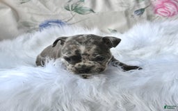 Frenchton dogs for sale: Parker - Image 13