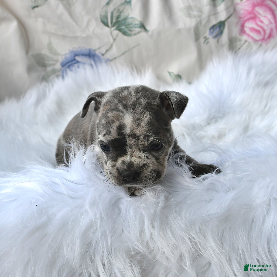 Frenchton dogs for sale: Parker - Image 13