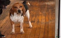 Beagle dogs for sale: Aslam - Image 2