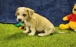 Catahoula Leopard Dog dogs for sale: Tess 2025 Male 3 - Image 10