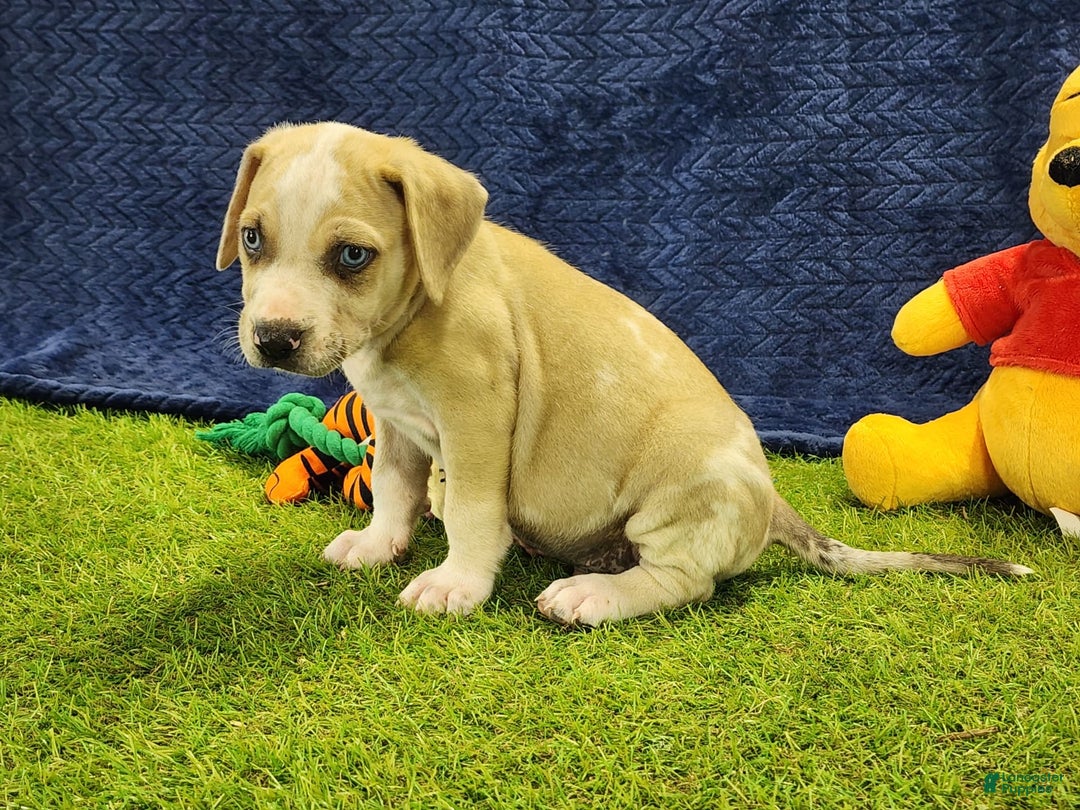 Catahoula Leopard Dog dogs for sale: Tess 2025 Male 3 - Image 10