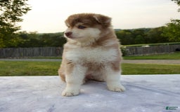 Pomsky dogs for sale: River - Image 3