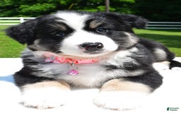 Miniature Australian Shepherd dogs for sale: Julie - Image 6