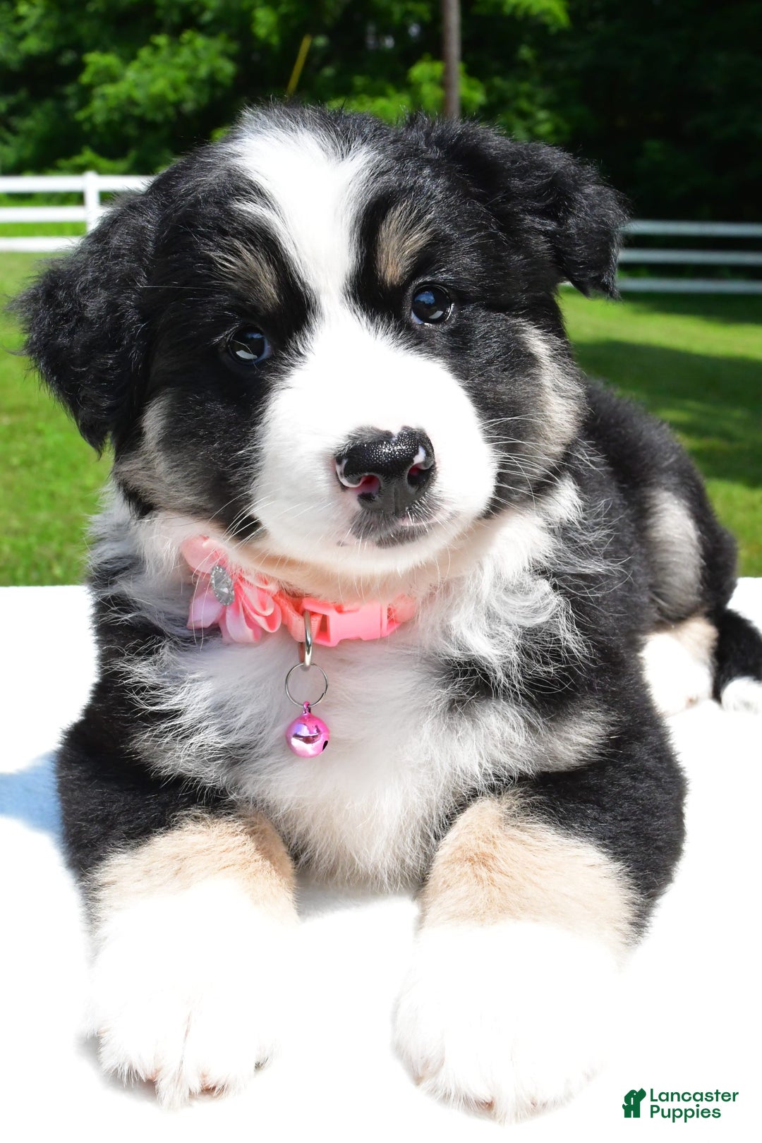 Miniature Australian Shepherd dogs for sale: Julie - Image 6