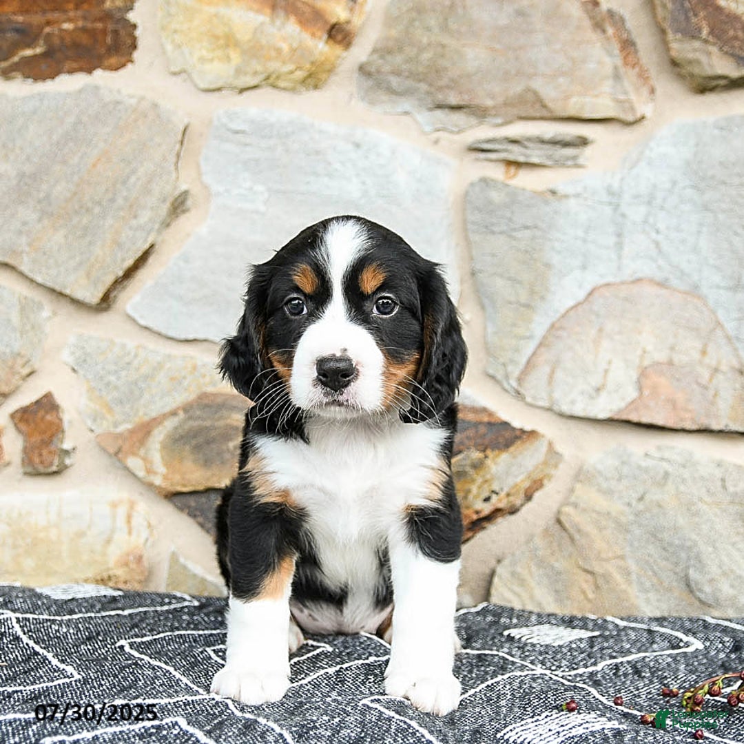 Miniature Bernese Mountain Dog dogs for sale: Juniper - Image 5