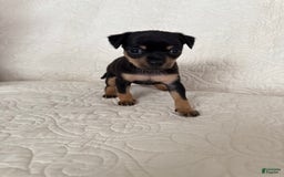 Russian Toy Terrier dogs for sale: Zara - Image 3