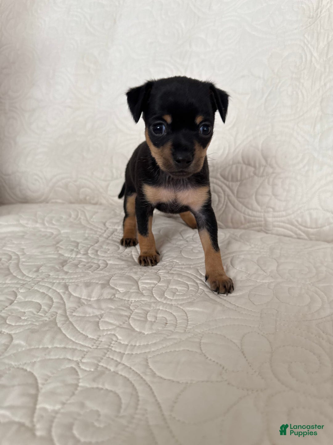 Russian Toy Terrier dogs for sale: Zara - Image 3