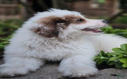Mini Bernedoodle dogs for sale: Bubba - Image 16
