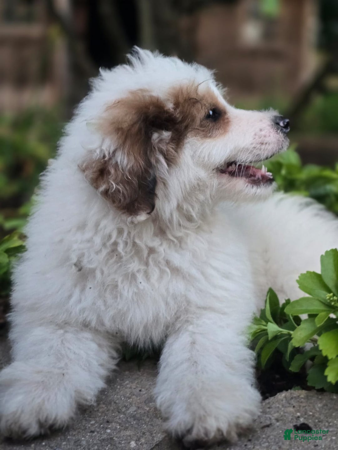 Mini Bernedoodle dogs for sale: Bubba - Image 16