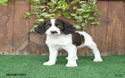 English Springer Spaniel dogs for sale: Oliver - Image 4