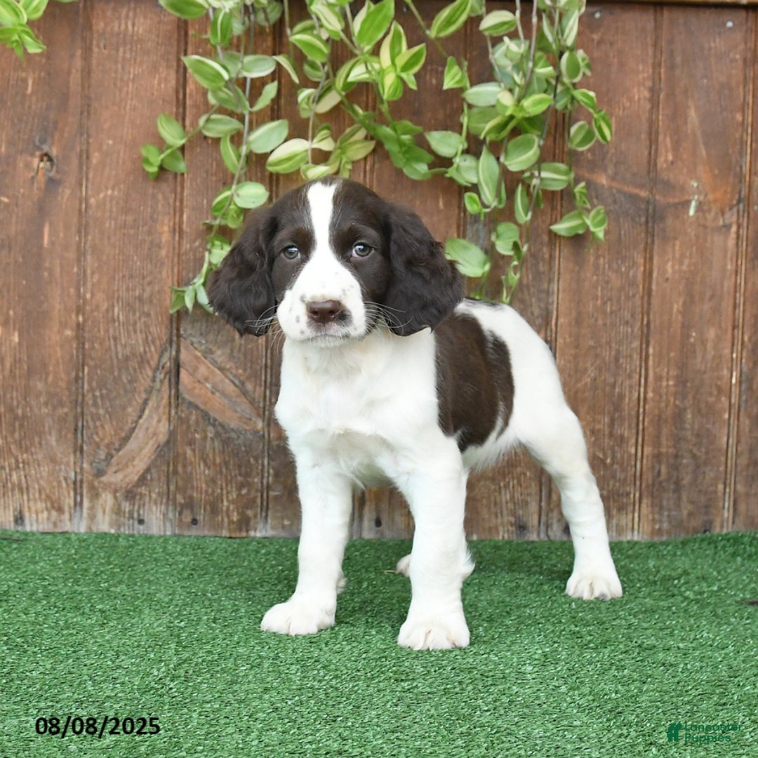 English Springer Spaniel dogs for sale: Oliver - Image 4