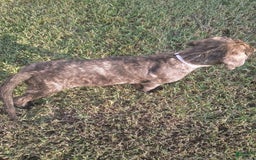 English Mastiff dogs for sale: Purple/ Ivory Girl 💜 - Image 1