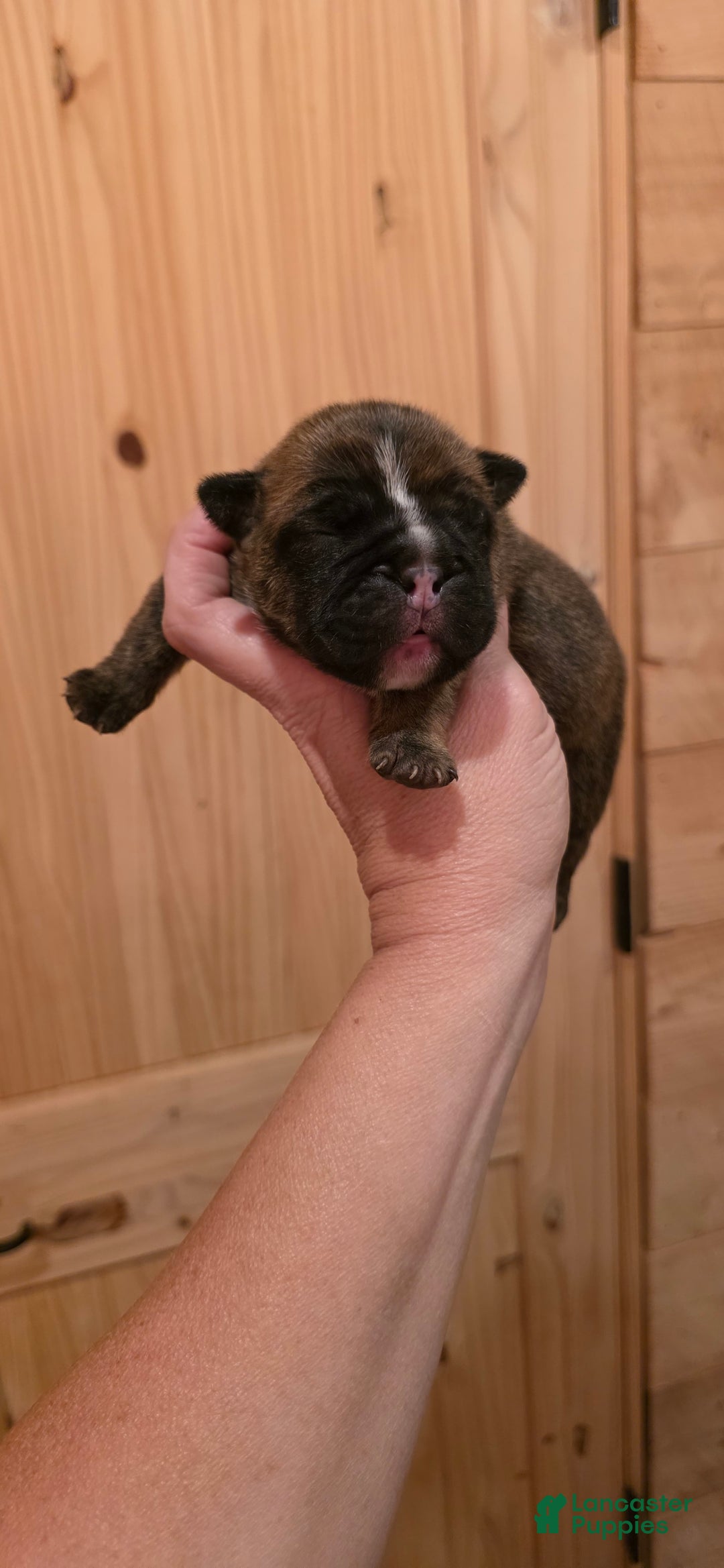 Olde English Bulldogge dogs for sale: Bugzy - Image 3