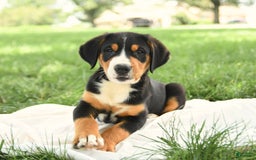 Greater Swiss Mountain Dog dogs for sale: Cheyenne - Image 8