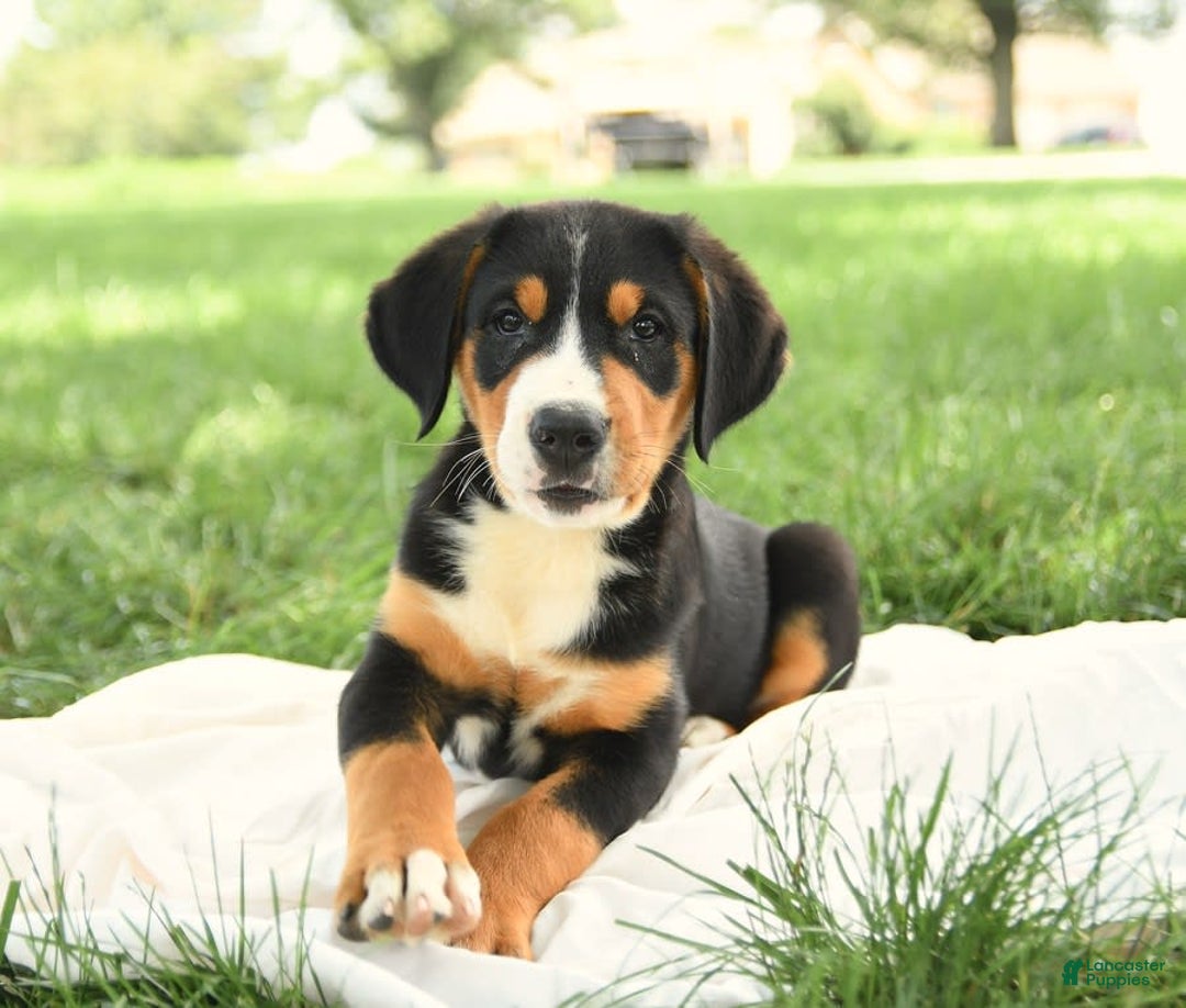 Greater Swiss Mountain Dog dogs for sale: Cheyenne - Image 8