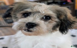 Teddy Bear dogs for sale: Uptown - Image 2