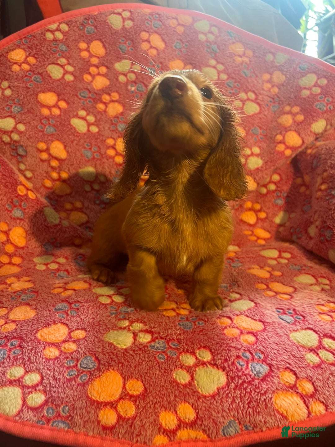 Miniature Dachshund dogs for sale: Briar - Image 1