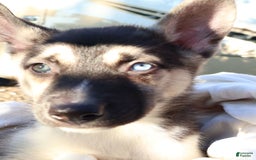 Gerberian Shepsky dogs for sale: Finn - Image 4