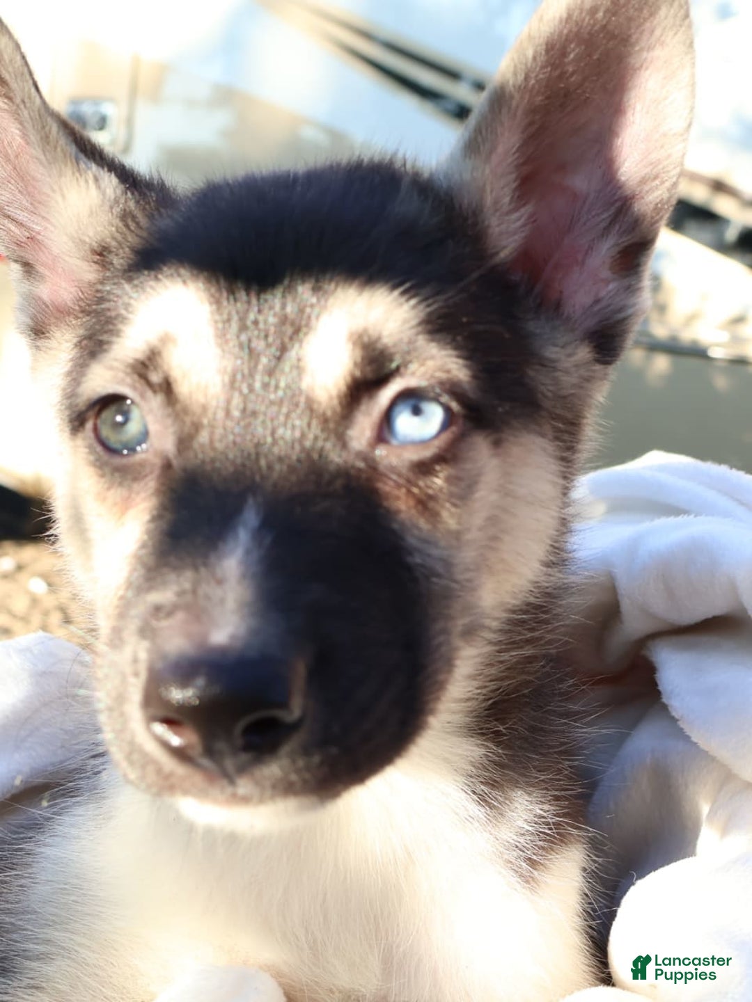 Gerberian Shepsky dogs for sale: Finn - Image 4
